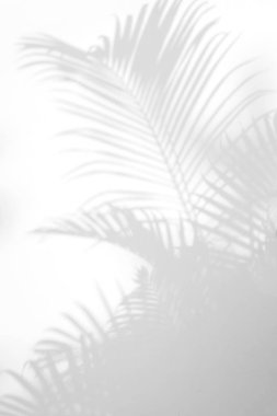 Beyaz bir duvardaki gölge palmiye yapraklarının soyut arkaplanı. Beyaz ve Siyah