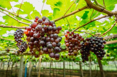 Olgun üzüm (Blackopor) üzerinde bir asma tarım bahçesinde demet.