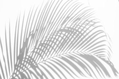 Beyaz bir duvardaki gölge palmiye yapraklarının soyut arkaplanı. Beyaz ve Siyah