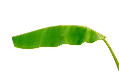 Muz Yaprak üzerinde izole beyaz arka plan, dosyada, kırpma yolu.