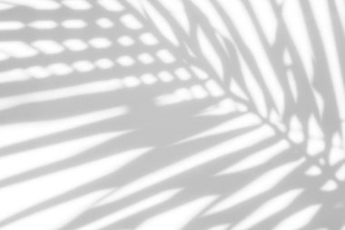 Beyaz bir duvardaki gölge palmiye yapraklarının soyut arkaplanı. Beyaz ve Siyah