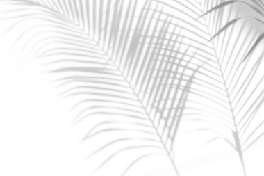 Beyaz bir duvardaki gölge palmiye yapraklarının soyut arkaplanı. Beyaz ve Siyah