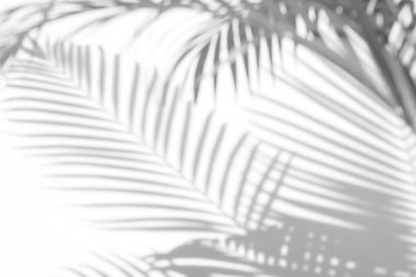 Beyaz bir duvardaki gölge palmiye yapraklarının soyut arkaplanı. Beyaz ve Siyah