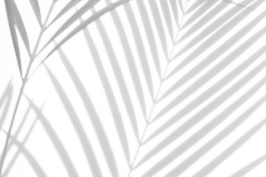 Beyaz bir duvardaki gölge palmiye yapraklarının soyut arkaplanı. Beyaz ve Siyah