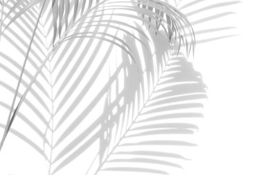 Beyaz bir duvardaki gölge palmiye yapraklarının soyut arkaplanı. Beyaz ve Siyah