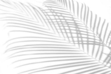 Beyaz bir duvardaki gölge palmiye yapraklarının soyut arkaplanı. Beyaz ve Siyah