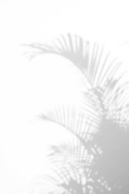 Beyaz bir duvardaki gölge palmiye yapraklarının soyut arkaplanı. Beyaz ve Siyah