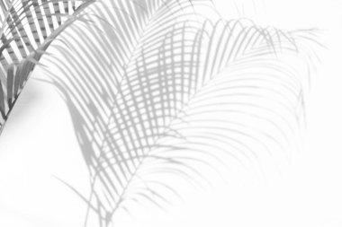 Beyaz bir duvardaki gölge palmiye yapraklarının soyut arkaplanı. Beyaz ve Siyah