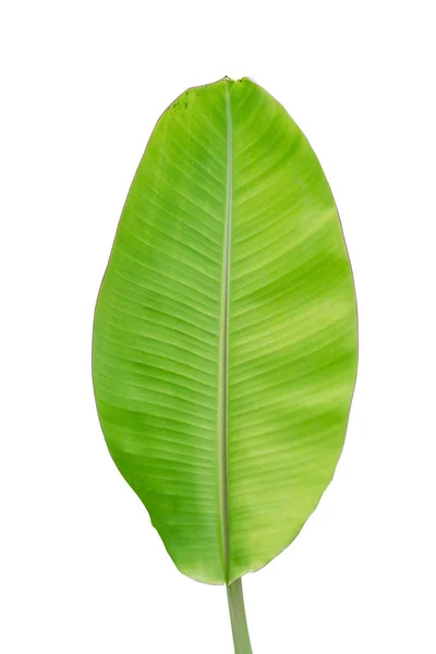 Banana Leaf Białym Tle Białym Tle Plik Zawiera Ścieżkę Przycinającą — Zdjęcie stockowe