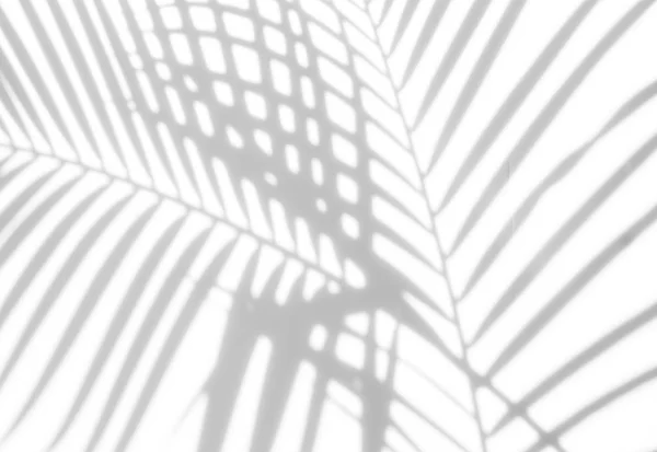 Fundo Abstrato Sombras Folha Palma Uma Parede Branca Branco Preto — Fotografia de Stock
