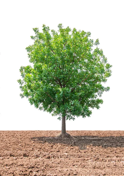 Terreno Arboreo Nella Zona Agricola Isolato Fondo Bianco — Foto Stock