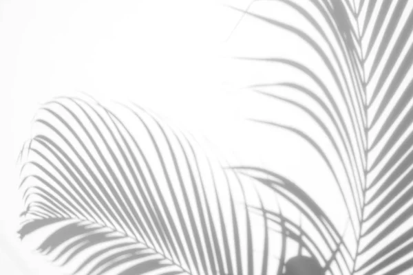 Abstract Background Shadows Palm Leaves White Wall White Black — Stock Photo, Image