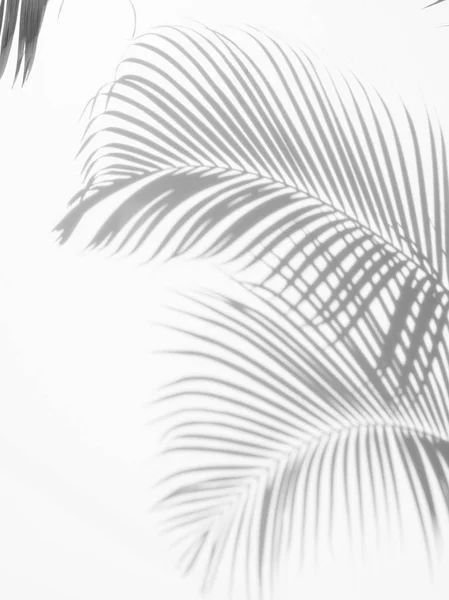 Beyaz Bir Duvardaki Gölge Palmiye Yapraklarının Soyut Arkaplanı Beyaz Siyah — Stok fotoğraf