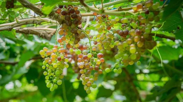 güzel genç üzüm (Blackopor) üzerinde bir asma tarım bahçesinde demet.