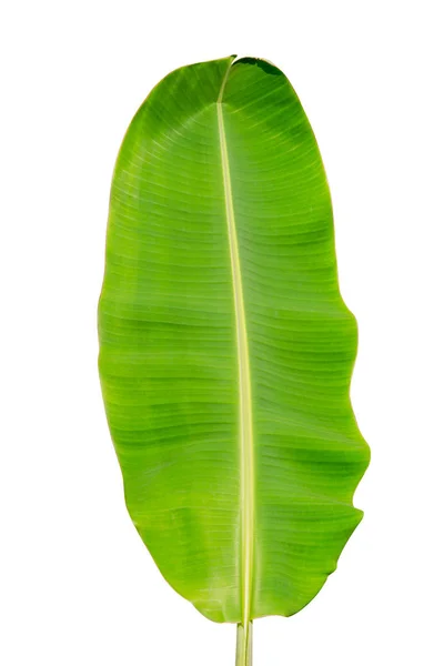 Banana Leaf Geïsoleerd Witte Achtergrond Bestand Bevat Een Uitknippad — Stockfoto