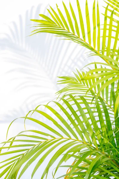 palmiye yaprakları ve beyaz bir duvar üzerinde gölgeler