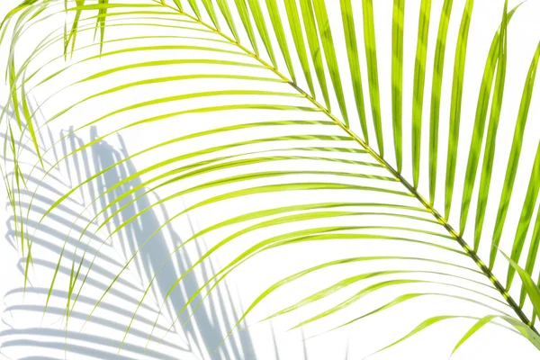 yakın çekim yeşil palmiye yaprakları ve beyaz duvar arka plan üzerinde gölgeler.