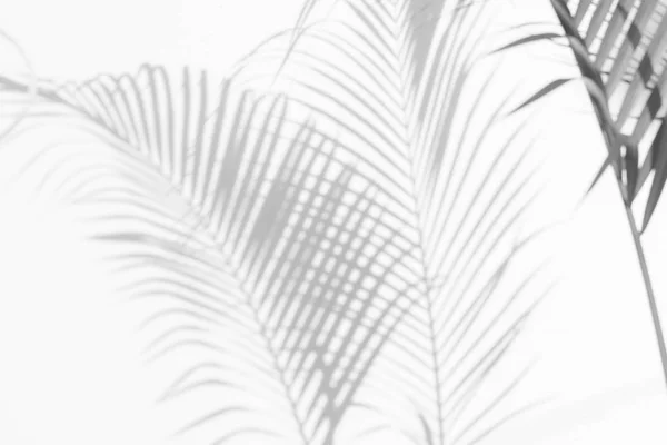Fond Abstrait Ombres Feuilles Palmier Sur Mur Blanc Blanc Noir — Photo