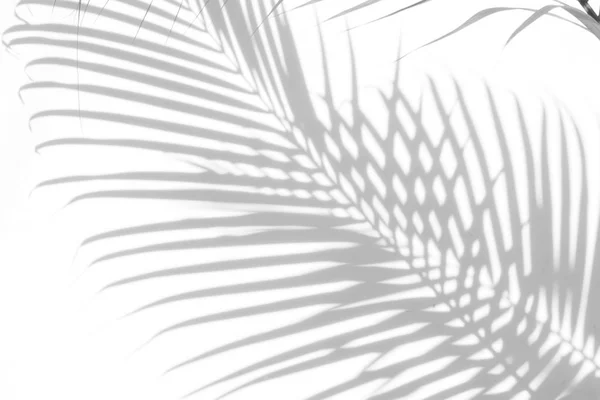 Abstracte Achtergrond Van Schaduwen Palmbladeren Een Witte Muur Wit Zwart — Stockfoto