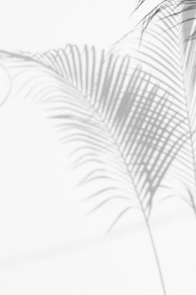 Abstracte Achtergrond Van Schaduwen Palmbladeren Een Witte Muur Wit Zwart — Stockfoto