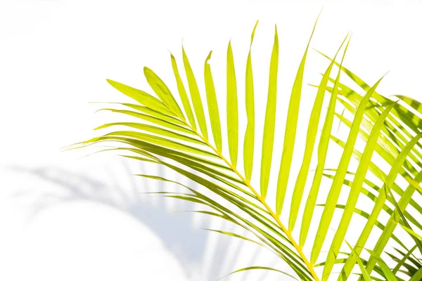 yakın çekim yeşil palmiye yaprakları ve beyaz duvar arka plan üzerinde gölgeler.
