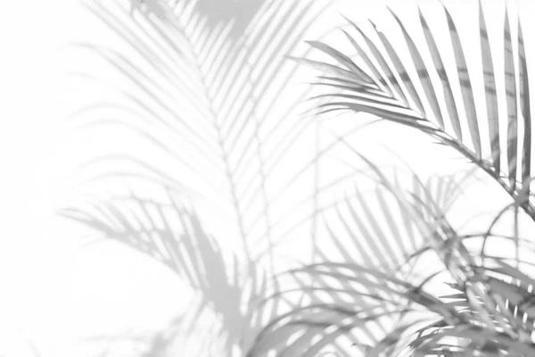 abstract background of shadows palm leaves on a white wall. White and Black