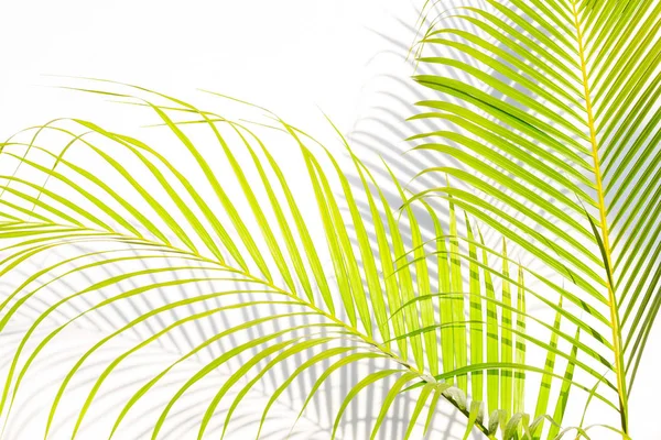 yakın çekim yeşil palmiye yaprakları ve beyaz duvar arka plan üzerinde gölgeler.