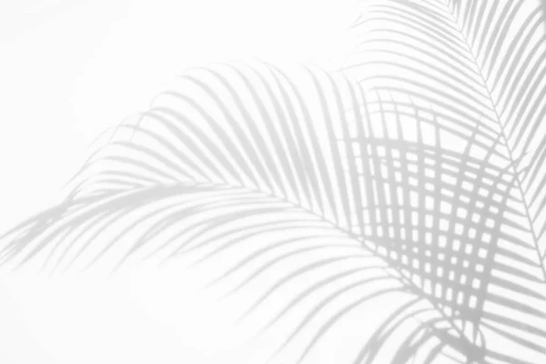 Абстрактный Фон Теней Пальмового Листа Белой Стене Белое Черное — стоковое фото