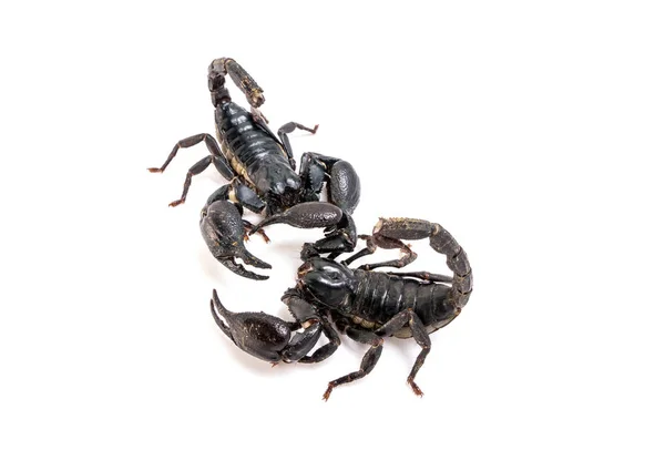 Scorpion Vit Bakgrund Gigantisk Skog Scorpion Arter Tropiska Och Subtropiska — Stockfoto