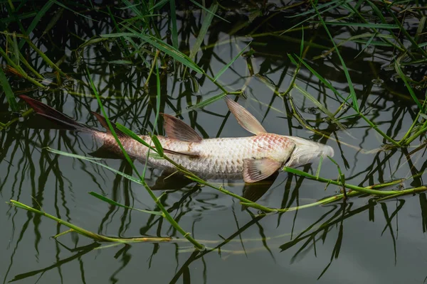 Des Poissons Morts Flottent Dans Eau Polluée — Photo