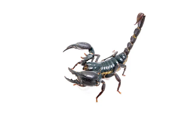 白色背景上的蝎子 发现在热带和亚热带地区 在亚洲的巨大森林蝎子物种 — 图库照片