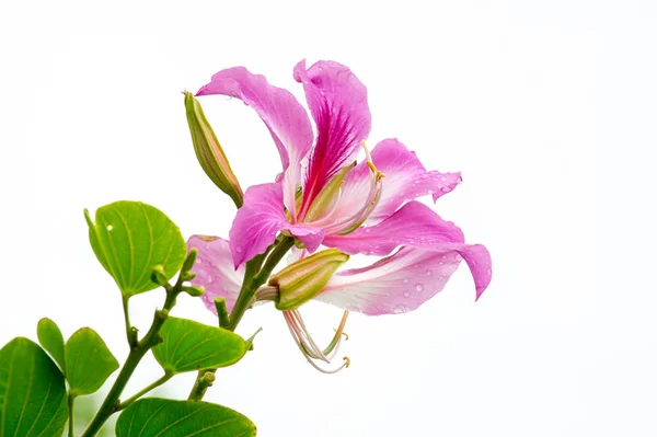 Close Pink Bauhinia Purpurea Flower Isolate White Background Orchid Tree — Stock Photo, Image