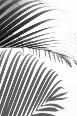 Beyaz bir duvardaki gölge palmiye yapraklarının soyut arkaplanı. Beyaz ve Siyah