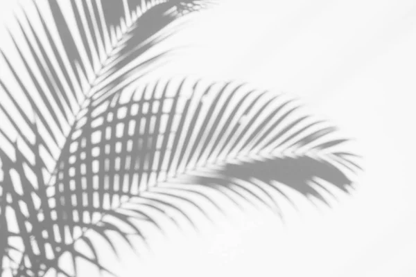 Абстрактный Фон Теней Пальмовых Листьев Белой Стене Белое Черное — стоковое фото