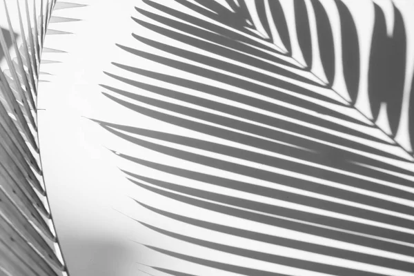 abstract background of shadows palm leaves on a white wall. White and Black