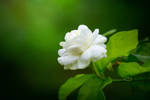 白いジャスミンの花が自然の緑の背景で雨を濡れています — ストック写真