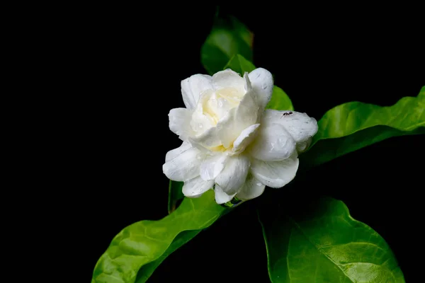 Siyah Arka Plan Üzerine Beyaz Yasemin Çiçeği Islak Yağmur Kadar — Stok fotoğraf