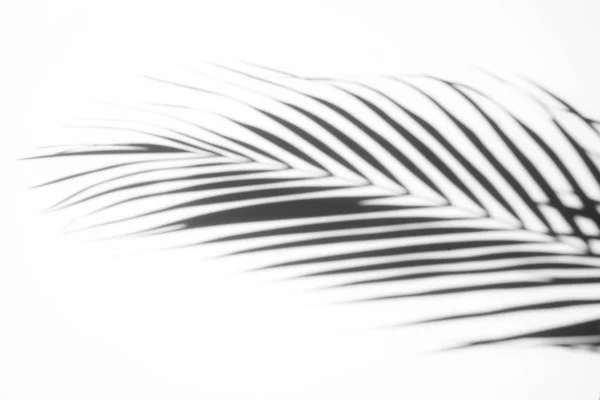 Abstract Background Shadows Palm Leaves White Wall White Black — Stock Photo, Image