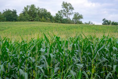 Tarım bahçesindeki yeşil mısır tarlası