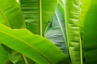 arka bahçede yeşil muz yaprağı kadar kapatın