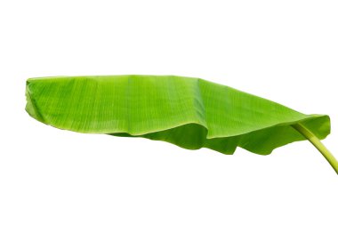 Muz Yaprak üzerinde izole beyaz arka plan, dosyada, kırpma yolu.