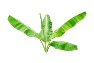 Muz Yaprak üzerinde izole beyaz arka plan, dosyada, kırpma yolu.