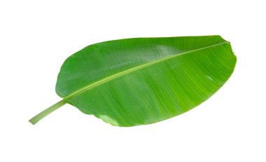 Muz Yaprak üzerinde izole beyaz arka plan, dosyada, kırpma yolu.