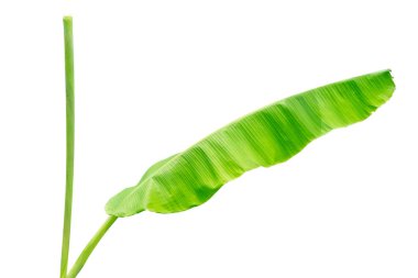 Muz Yaprak üzerinde izole beyaz arka plan, dosyada, kırpma yolu.