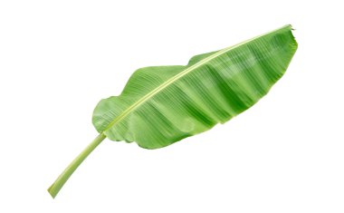 Muz Yaprak üzerinde izole beyaz arka plan, dosyada, kırpma yolu.