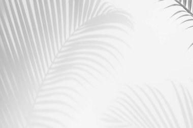 Beyaz bir duvardaki gölge palmiye yaprağının soyut arkaplanı.