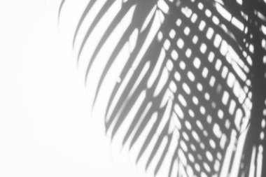 Beyaz bir duvardaki gölge palmiye yaprağının soyut arkaplanı.