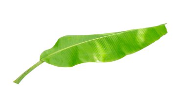 Muz Yaprak üzerinde izole beyaz arka plan, dosyada, kırpma yolu.