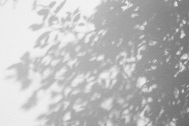 Beyaz duvar arkaplanındaki gölge yaprağının soyut hali.