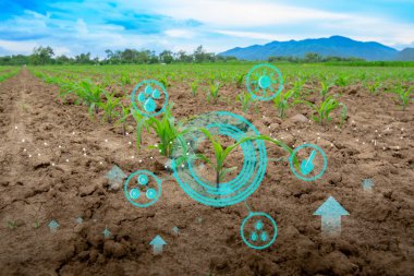 Modern teknoloji kavramlarıyla ekilmiş tarım tarlalarında büyüyen genç mısır filizleri.